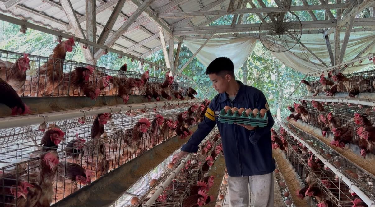Chicken Farm